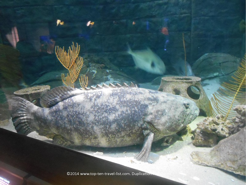 Visit The Florida Aquarium - Top Ten Travel List