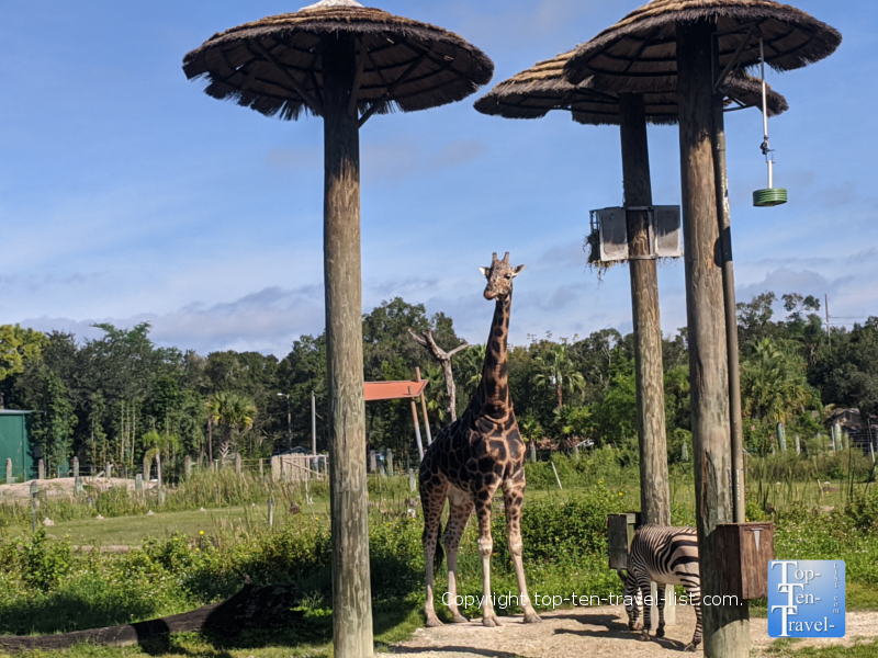 Stroll around Zoo Tampa - Top Ten Travel List