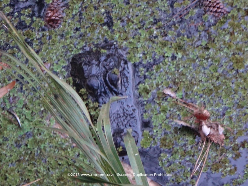 Walk the quiet trails & look for alligators at John Chestnut Park - Top Ten Travel List