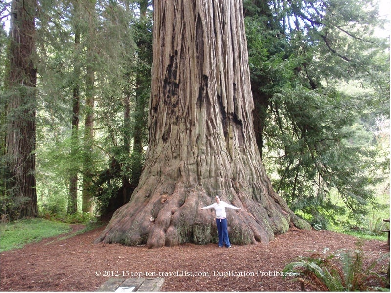 See majestic trees at Redwoods National Park - Top Ten Travel List