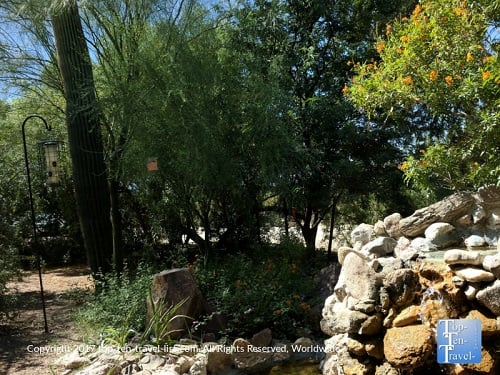 Saguaro Corners - Tucson