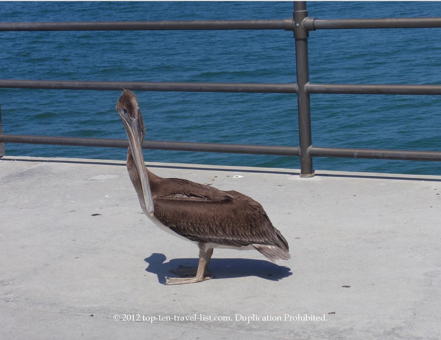Take in the views from the pier at Huntington Beach - Top Ten Travel List