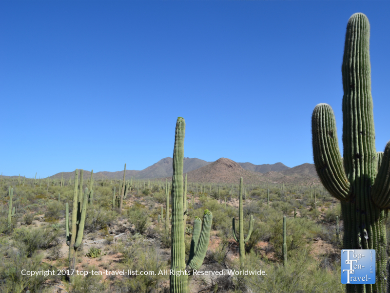 Saguaro National Park - Top Ten Travel List