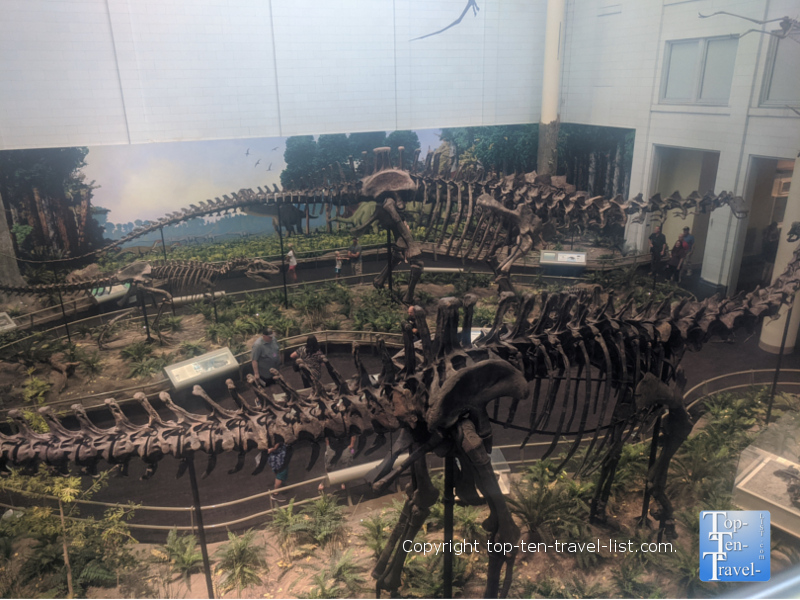Explore The Carnegie Museum of Natural History - Top Ten Travel List