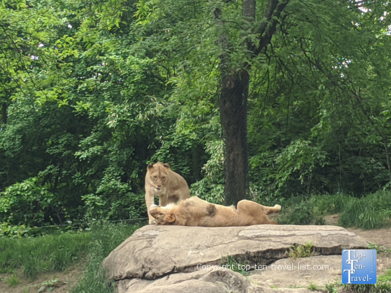 Stroll around The Pittsburgh Zoo - Top Ten Travel List