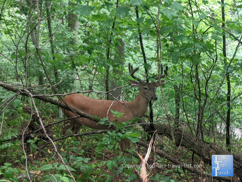 Get back to nature at Schenley Park - Top Ten Travel List