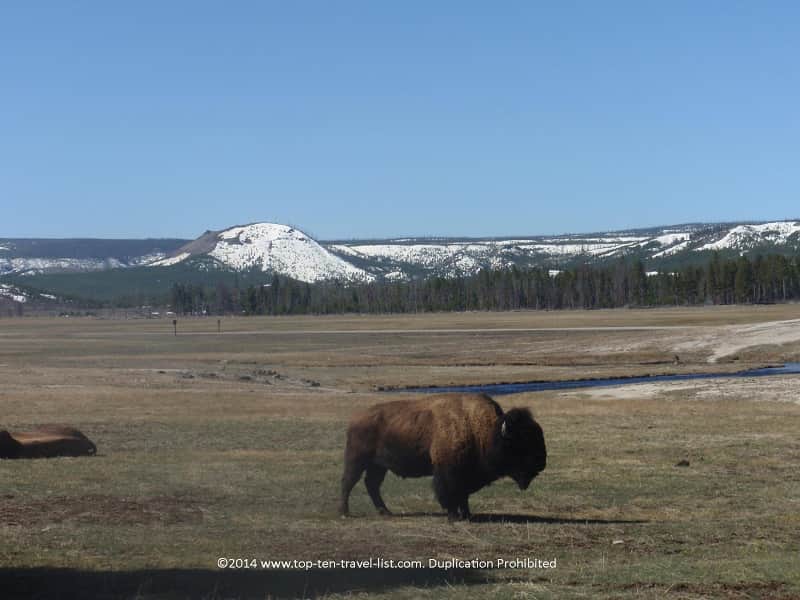 Bison at Yellowstone National Park