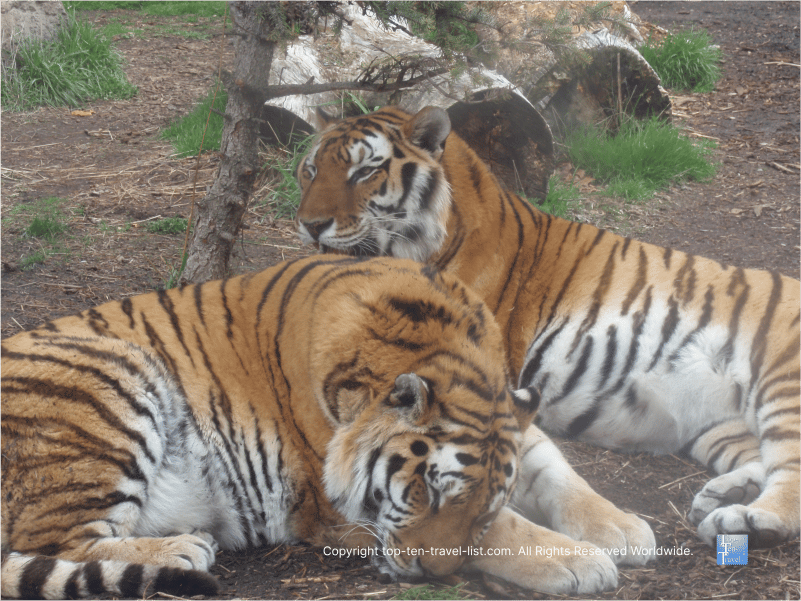 Gorgeous tigers at Zoo Boise 