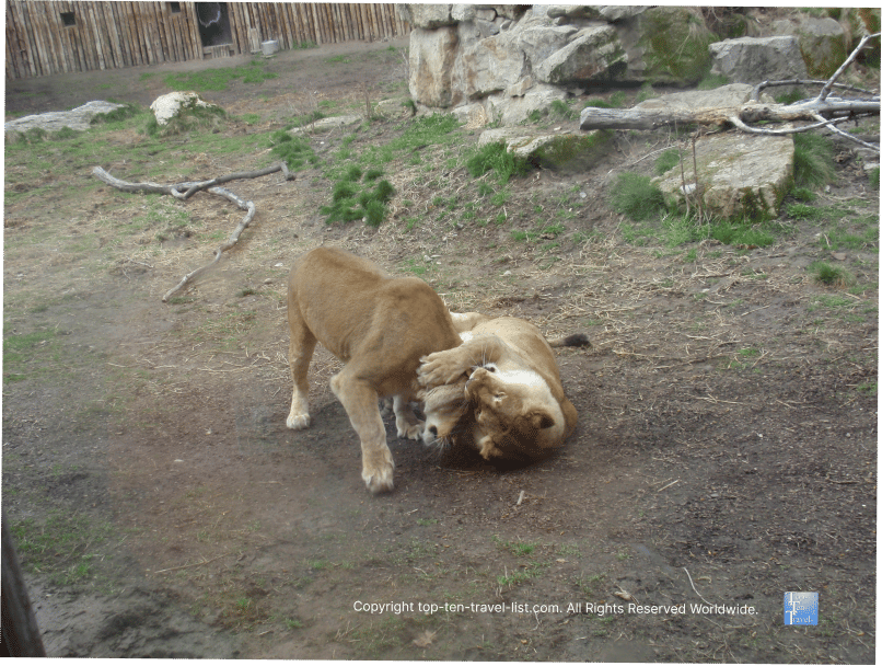 Lions playing at Zoo Boise