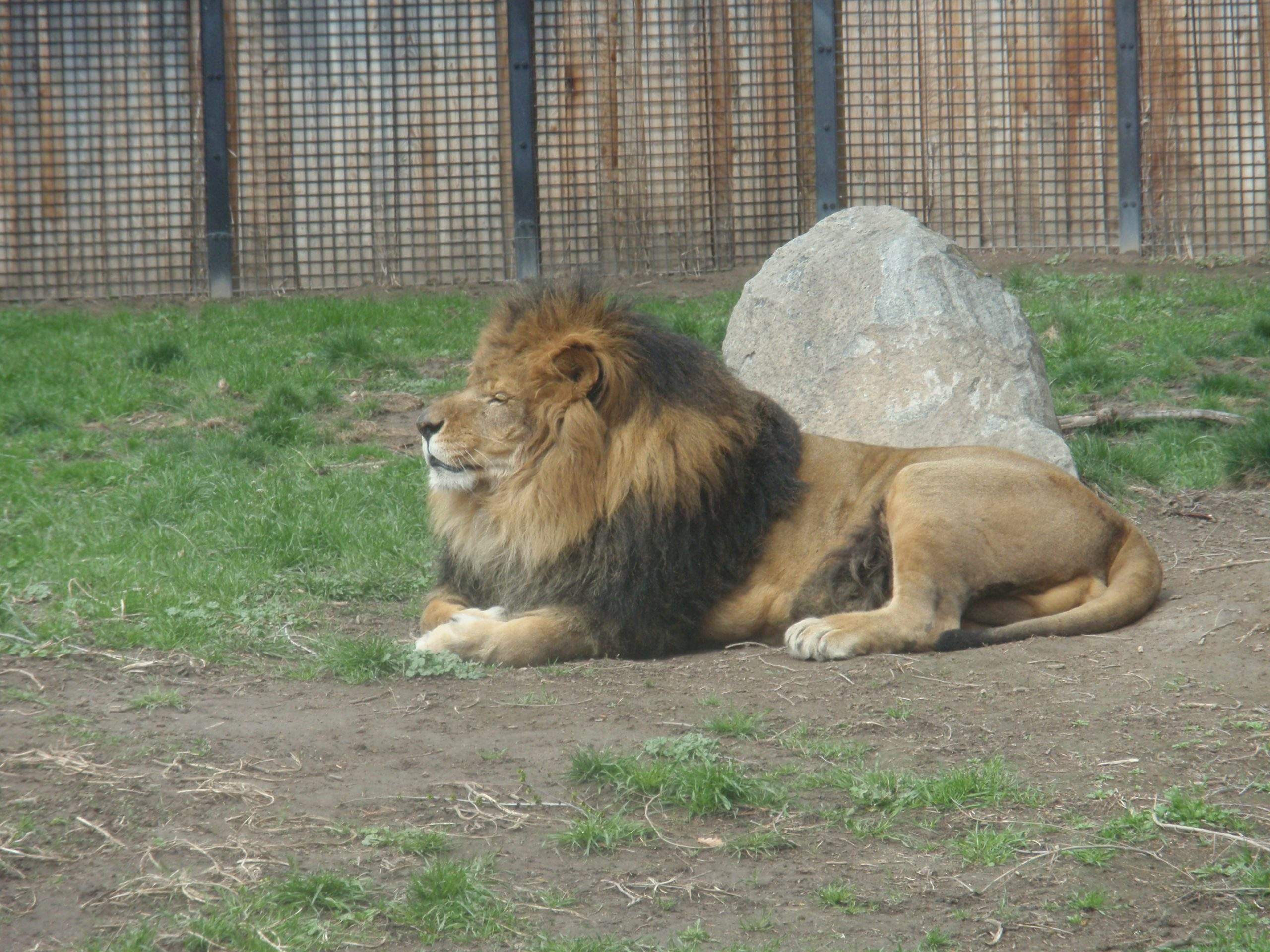 Lion at Zoo Boise