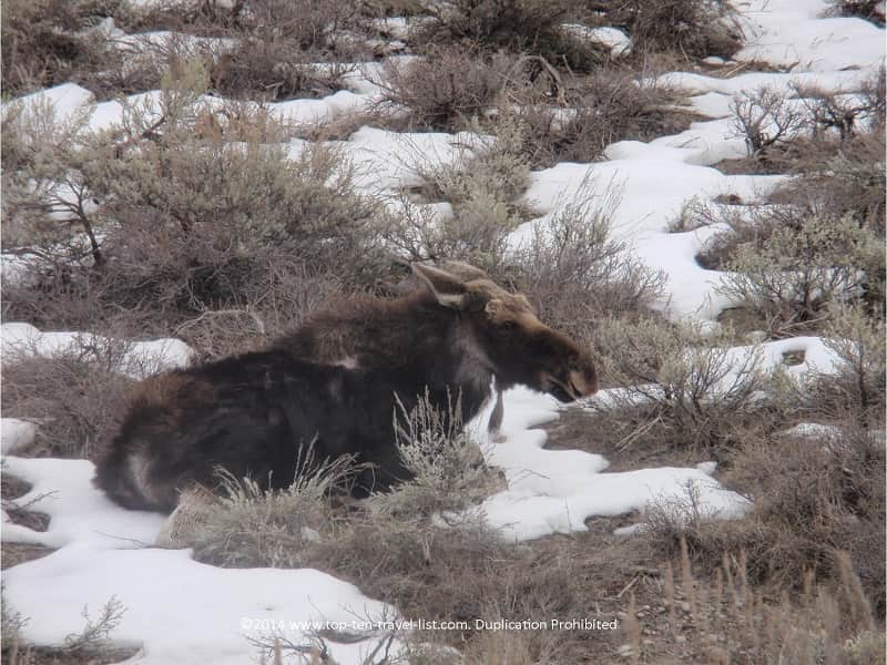 Moose sighting in Jackson Hole, WY