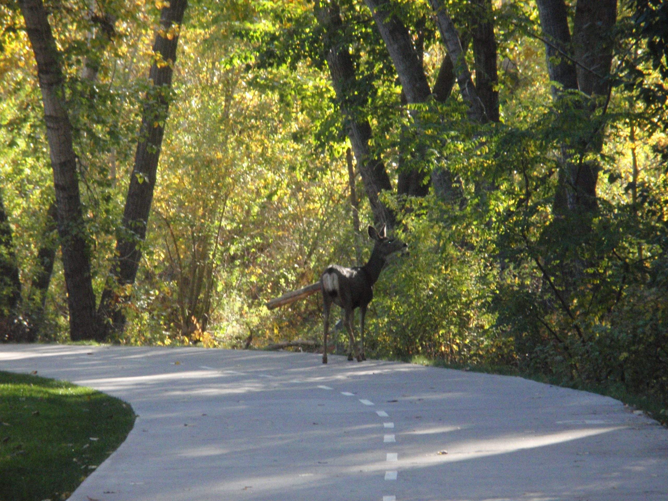 Deer along the Boise Bike Path