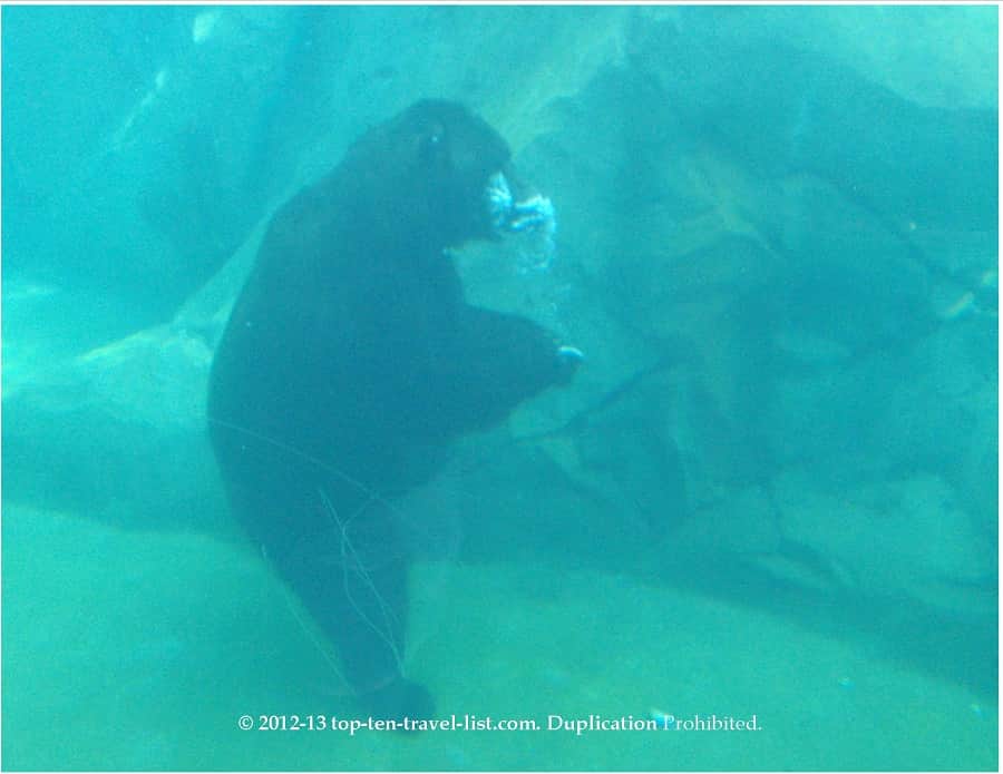 Underwater bear viewing at Brookfield