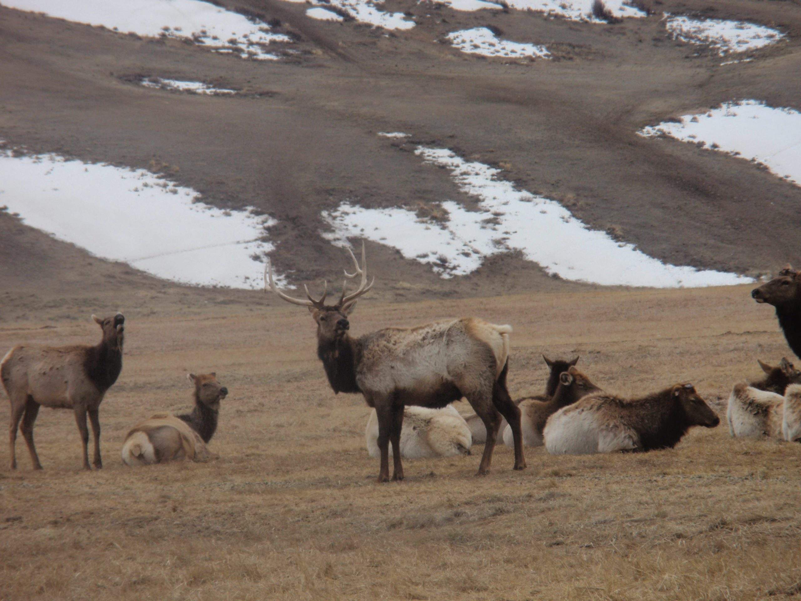 Elk in Jackson Hole, Wyoming