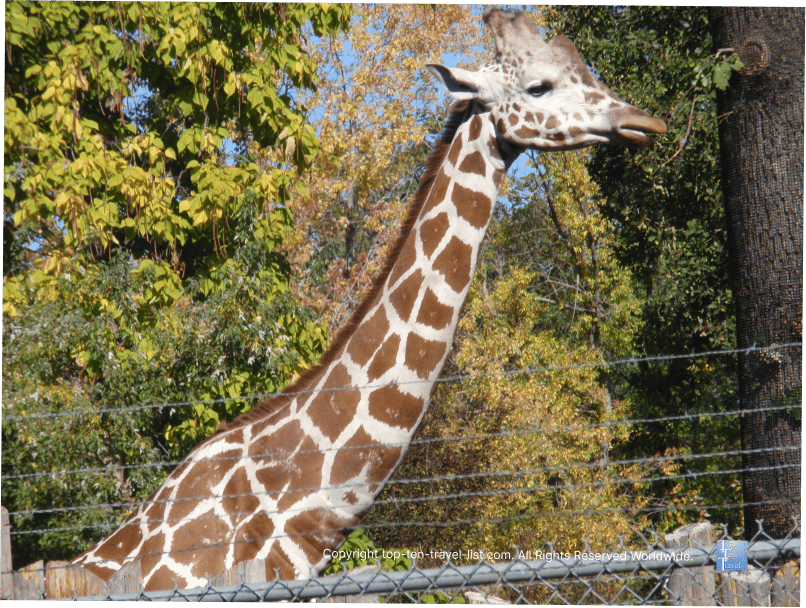 Giraffe at Zoo Boise 