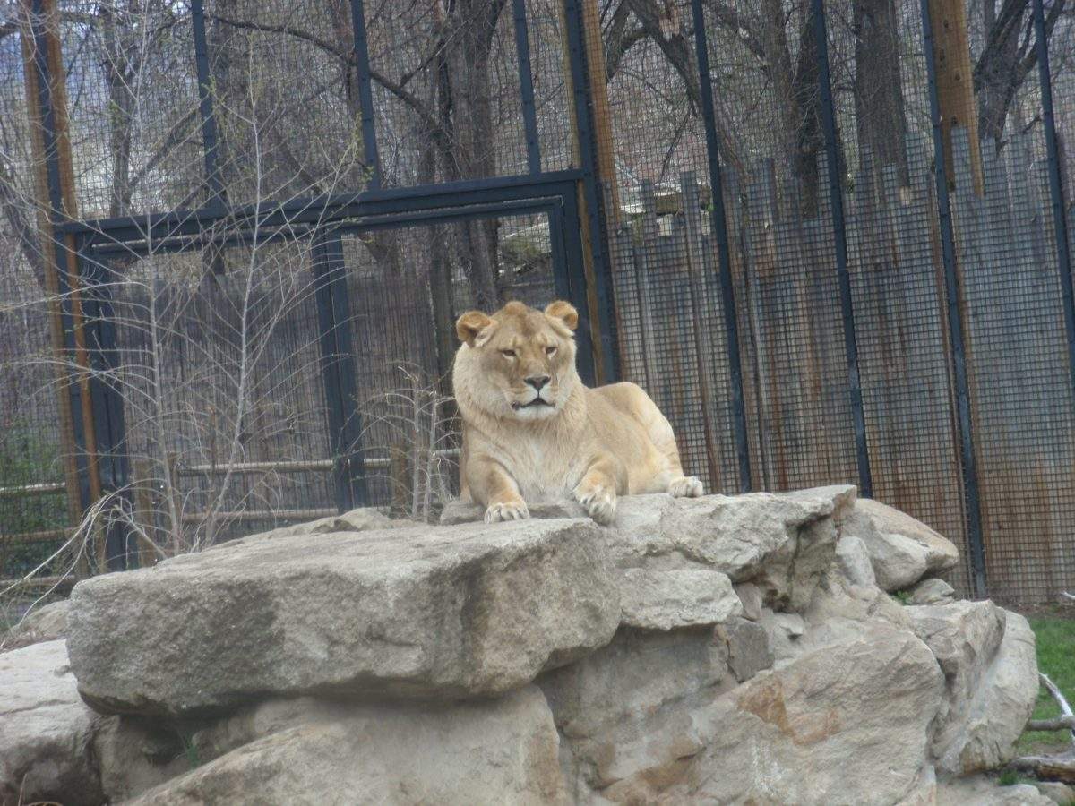 Beautiful lion at Zoo Boise 