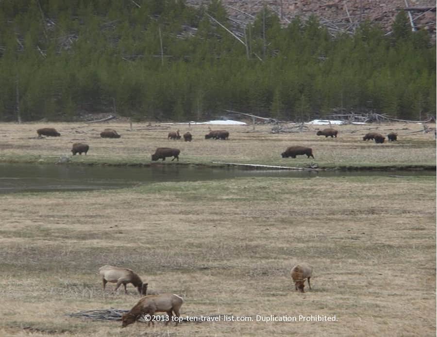 Elk at Yellowstone