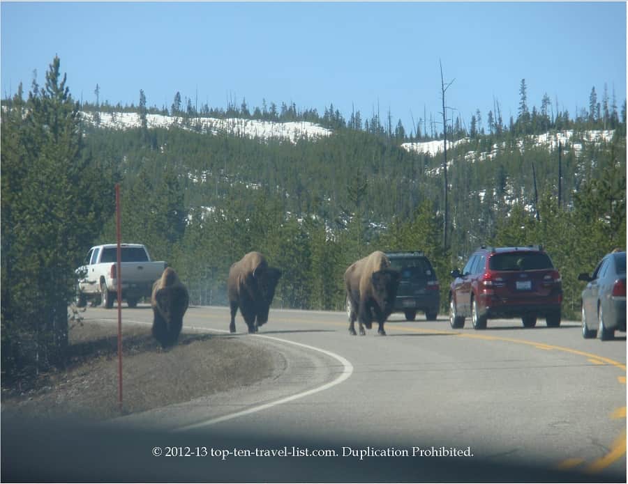 Drive through Yellowstone National Park 