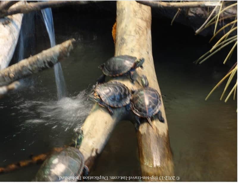 Turtles at Little Red Schoolhouse in Illinois