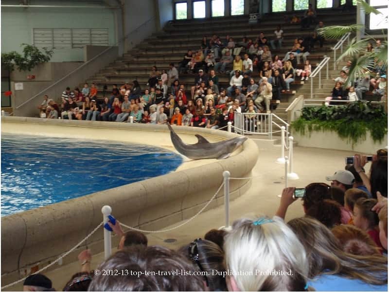 Dolphin show at Brookfield Zoo in Chicago