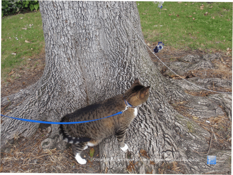 Cat at a park