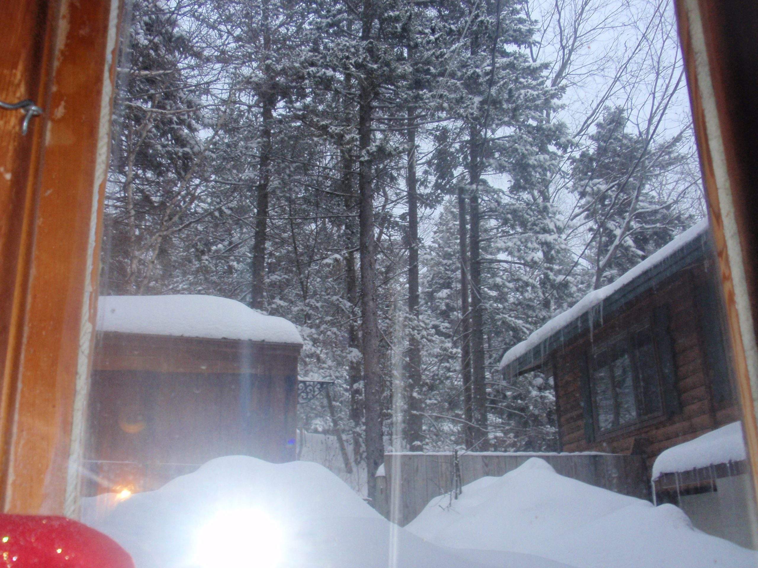Kitzhof Inn pine tree view from the room