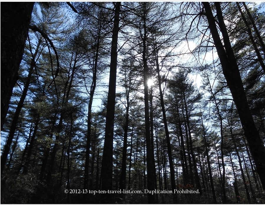 Beautiful tall trees at Myles Standish State Park