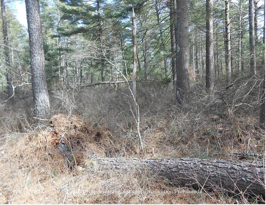 Fallen tree at Myles Standish State Forest