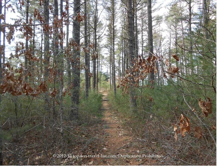 Hiking the East Reservoir trail at Myles Standish State Forest