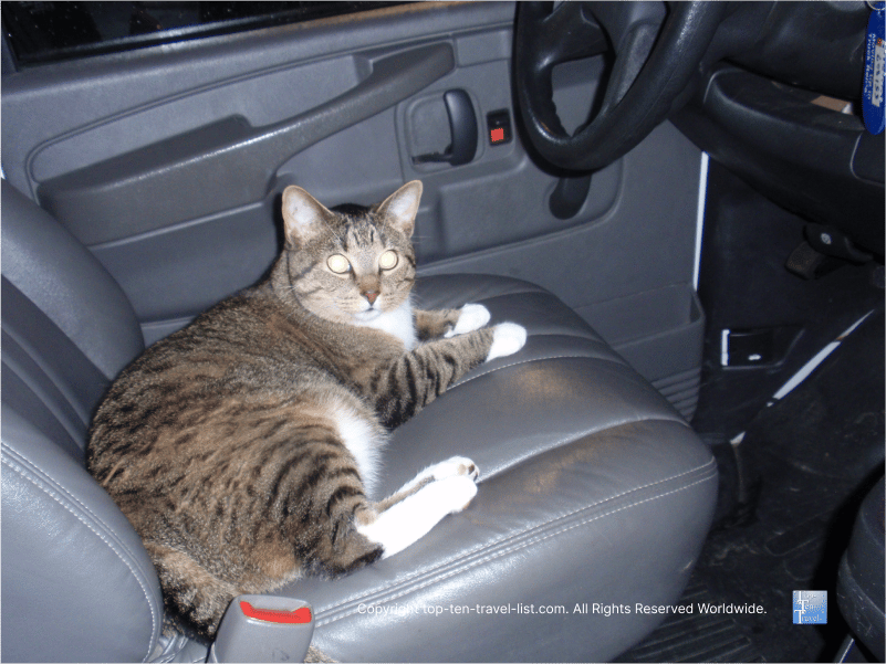 Cat in the driver's seat