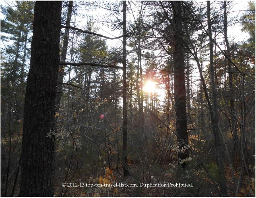 Copicut Woods Fall River - sun through the trees