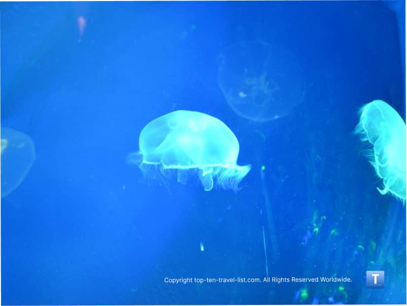 Jellyfish at the Virginia Aquarium