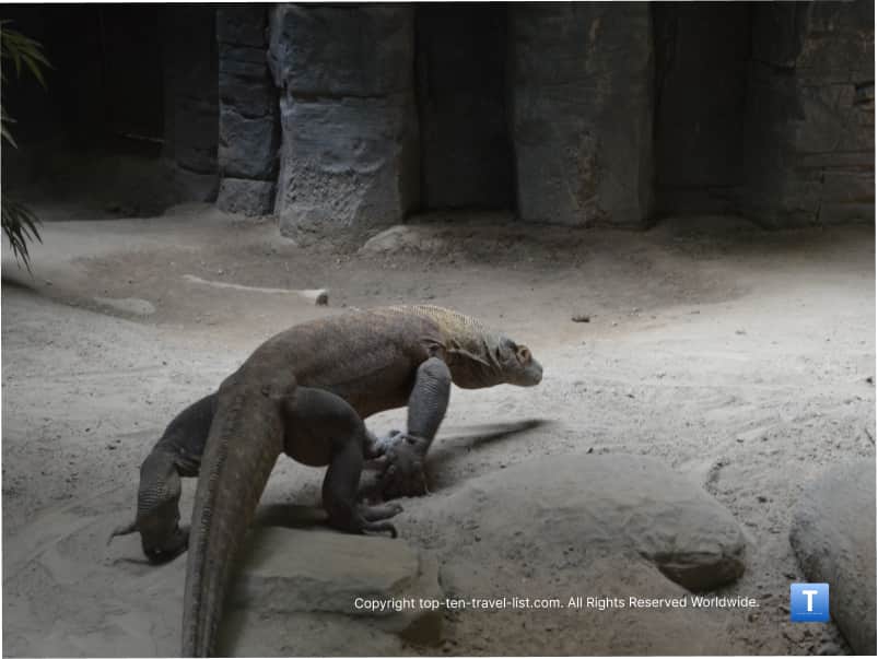 Komodo Dragon at the Virginia Aquarium
