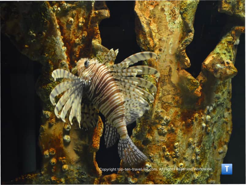 Lionfish at the Virginia Aquarium