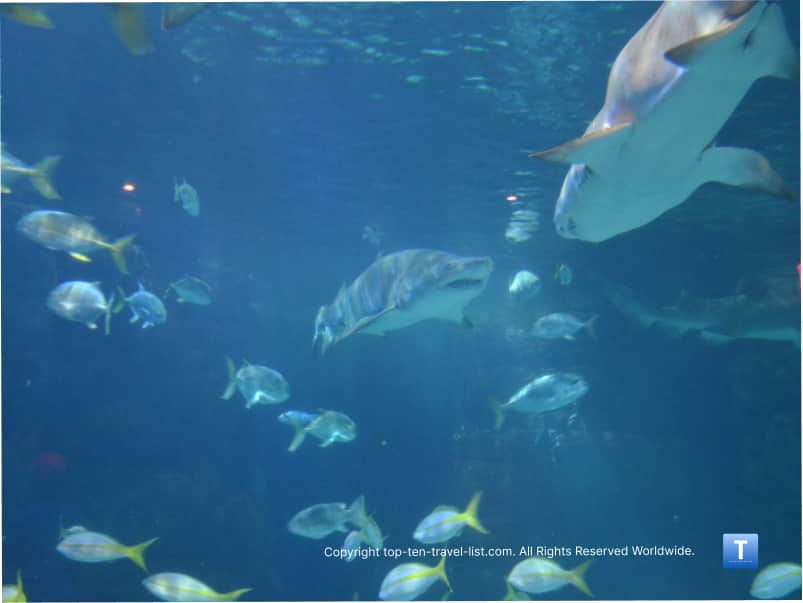 Sharks at the Virginia Beach Aquarium