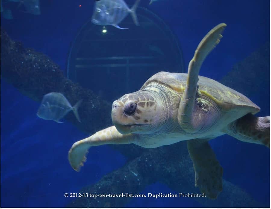 Giant sea turtle at The Virginia Aquarium