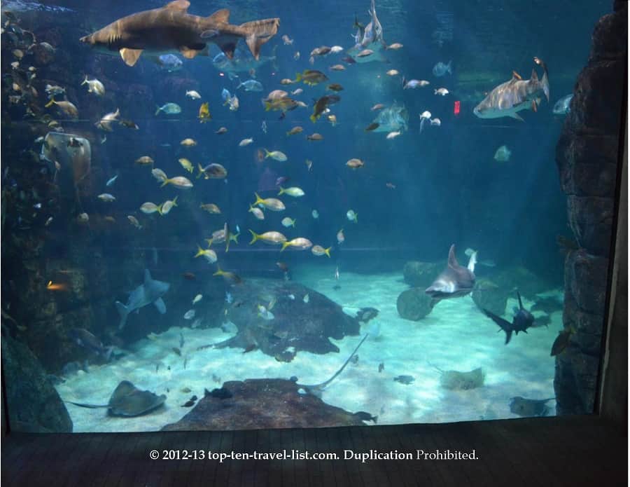 Colorful shark tank at the Virginia Beach Aquarium