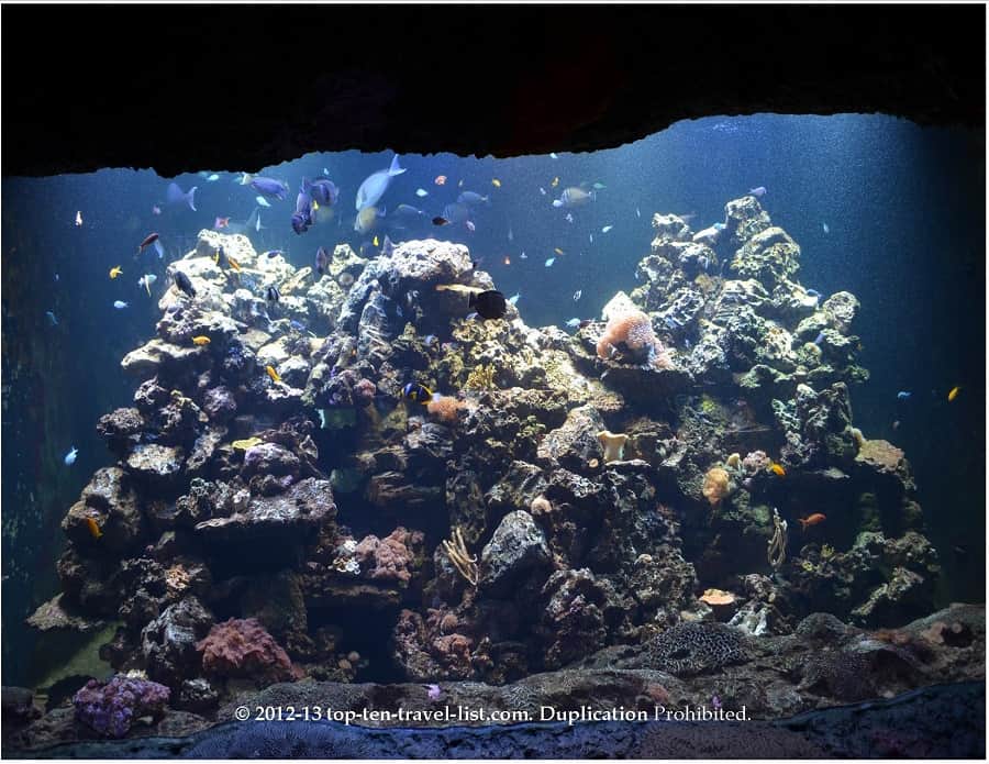 Large colorful fish tank at The Virginia Aquarium