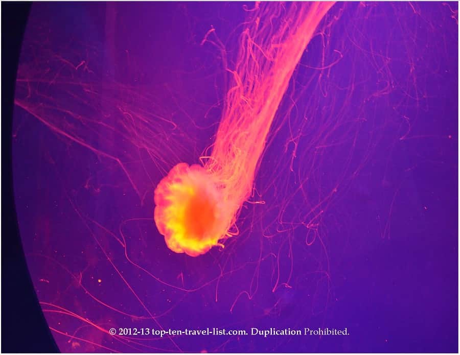 Jellyfish at the Virginia Aquarium