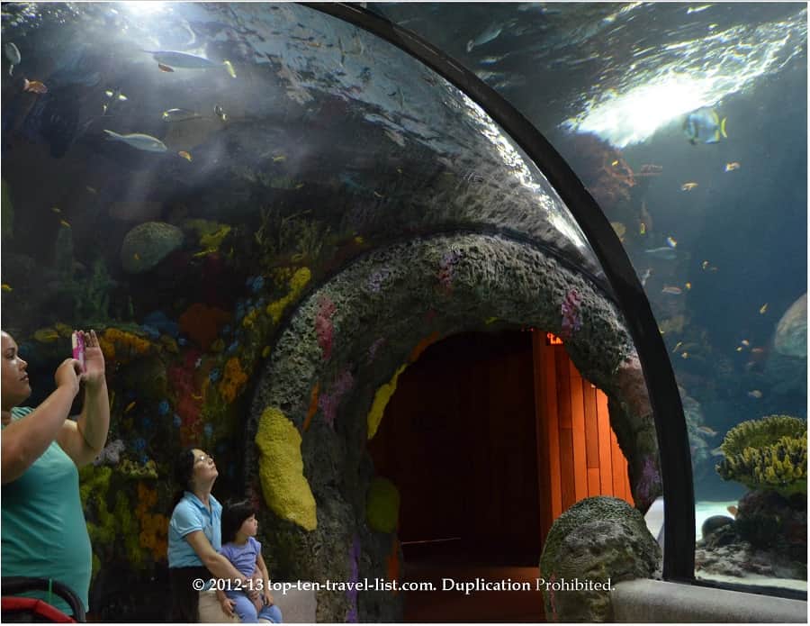 Fish tunnel at the Virginia Aquarium