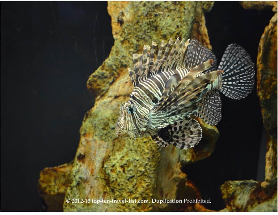 Lionfish at The Virginia Aquarium
