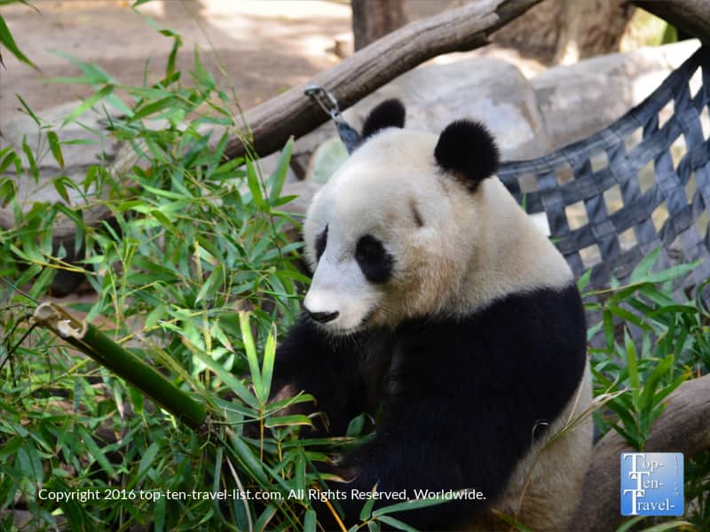 Closeup of a panda at the San Diego Zoo