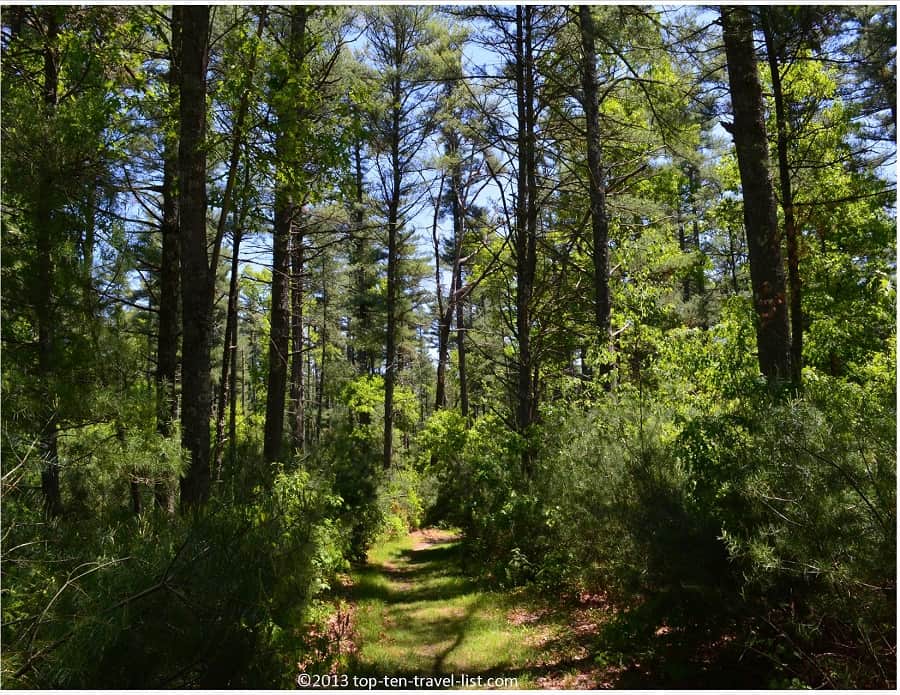Gorgeous trees at Massasoit State park in East Taunton