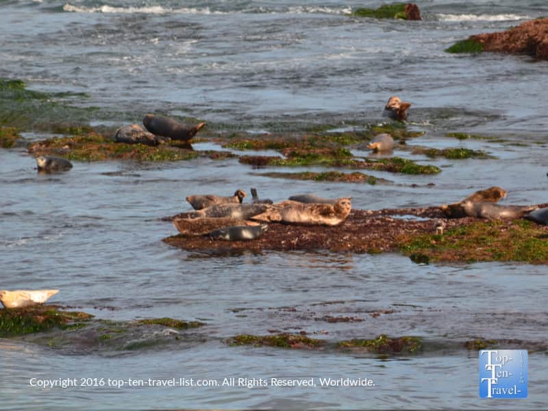 Sea lions at La Jolla Cove in San Diego