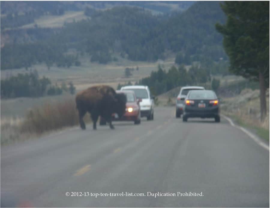 Bison on the road at Yellowstone 