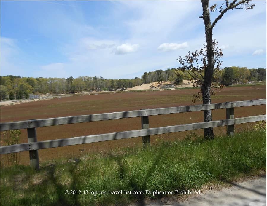 Cranberry bog along the Cape Cod Rail Trail