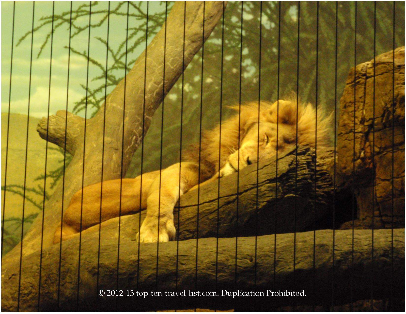 Lion sleeping at Lincoln Park Zoo