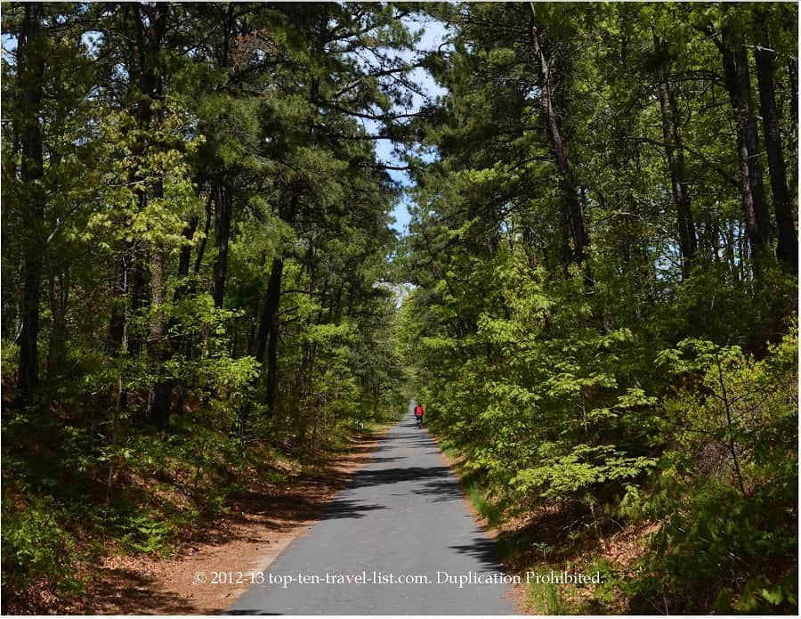 Forests along Cape Cod Rail Trail