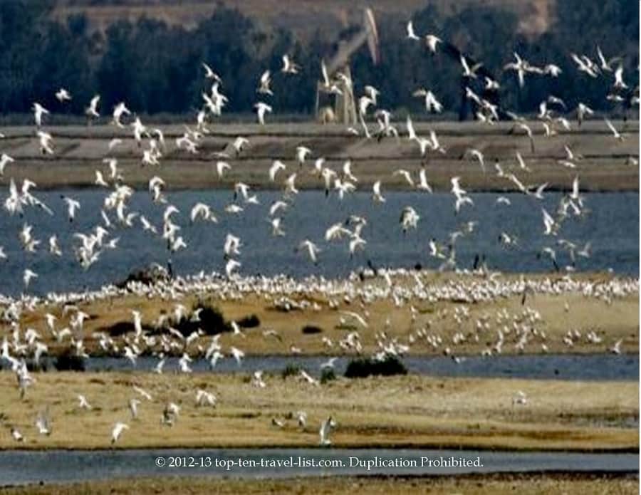 Bolsa Chica Ecological Reserve - Huntington Beach