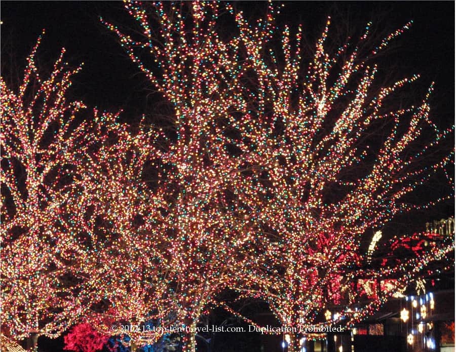 Colorful tree at Lincoln Park Zoo lights